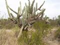 Cereus 